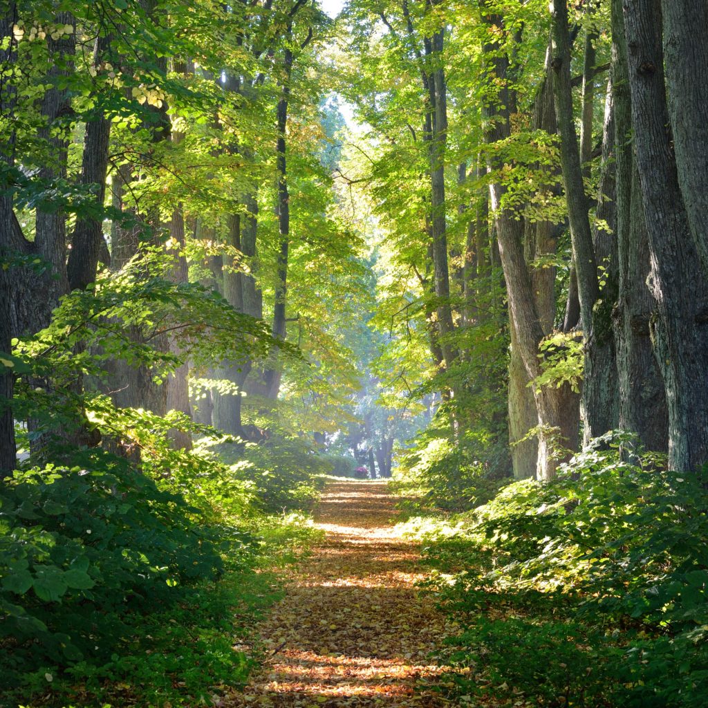 Finde deinen Weg